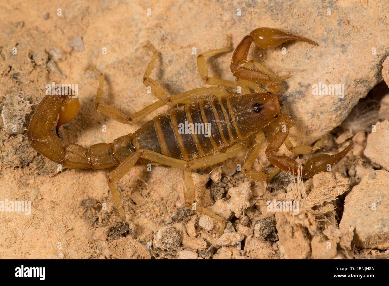 Scorpion, unbekannte Art unter den Federn, ein Spezialist Futterhäuschen auf weichen Zecken, Guano-Insel Pescadores, Peru Stockfoto
