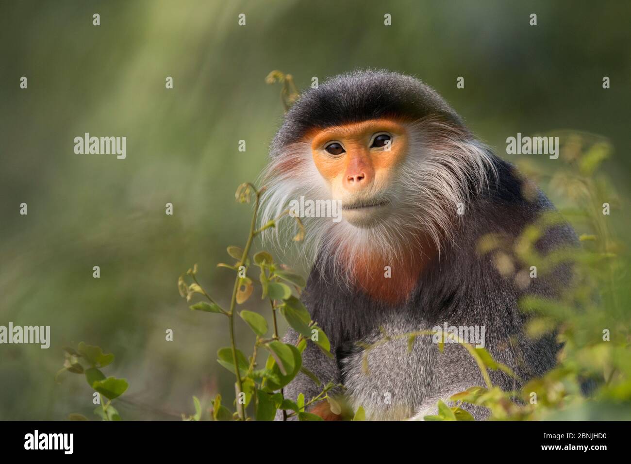 Rot-shanked Les Marines langur (Pygathrix nemaeus) erwachsenen männlichen Portrait, Vietnam Stockfoto