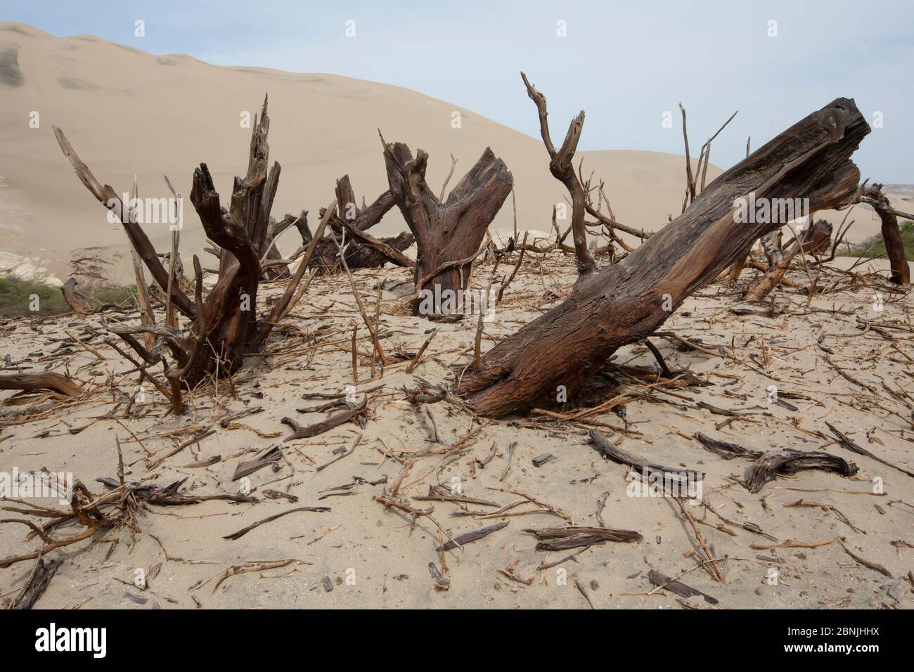 Huarango (Prosopis limensis) für Holzkohle gehackt, diese lange lebende Art ist bedroht, San Fernando Reserve, Nazca Wüste, Peru 2013 Stockfoto