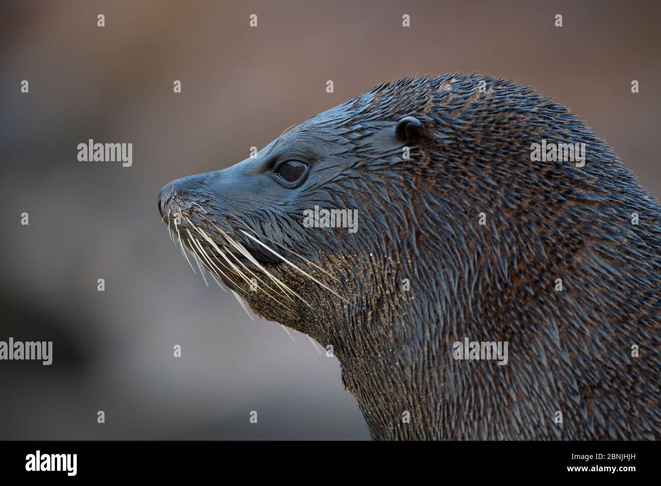 Südamerikanische Robbe (Arctocephalus australis) Kopfprofil, Punta San Juan, Peru Stockfoto