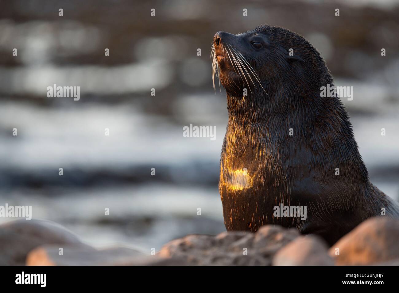 Südamerikanische Robbe (Arctocephalus australis) Kopfportrait, Punta San Juan, Peru Stockfoto