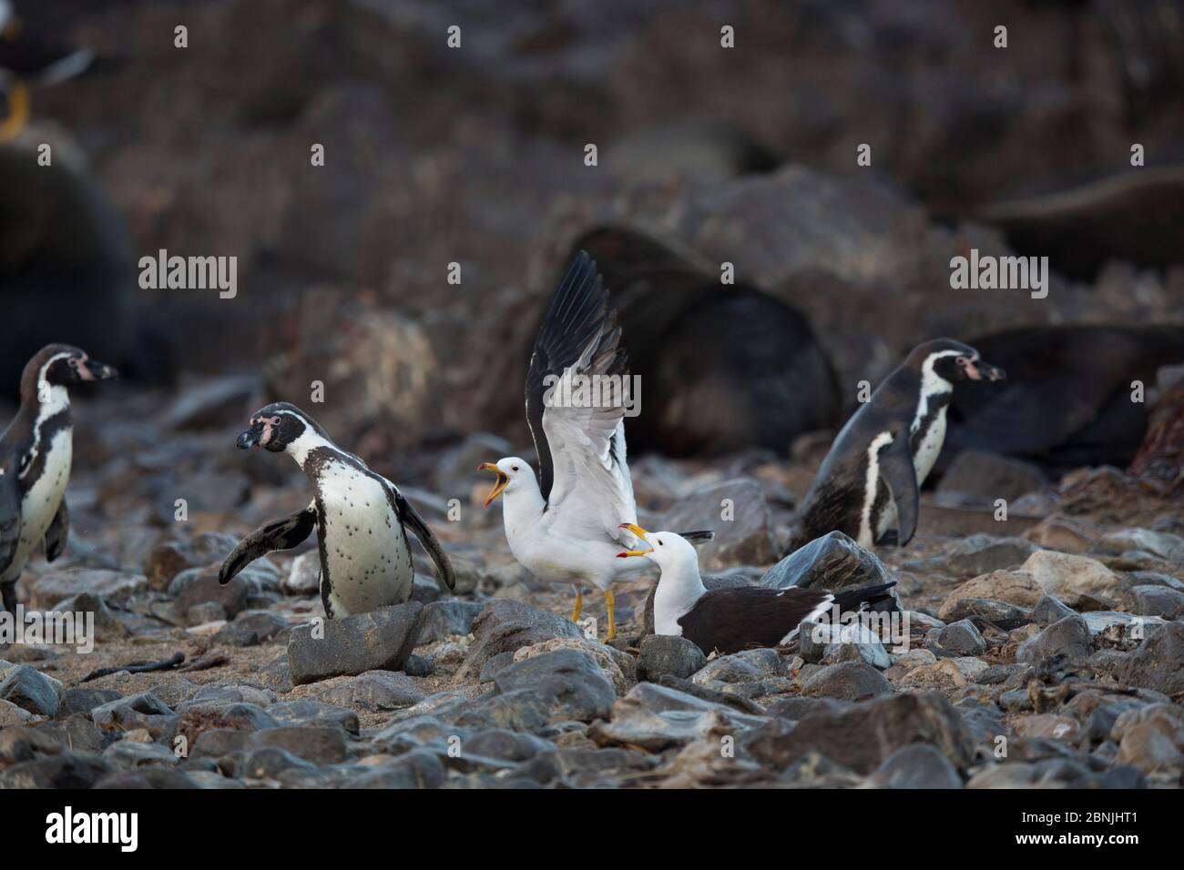 Bandschwanzmöwe (Larus belcheri), die das Nest gegen den Humboldt-Pinguin (Spheniscus humboldti) Punta San Juan, Peru verteidigt Stockfoto