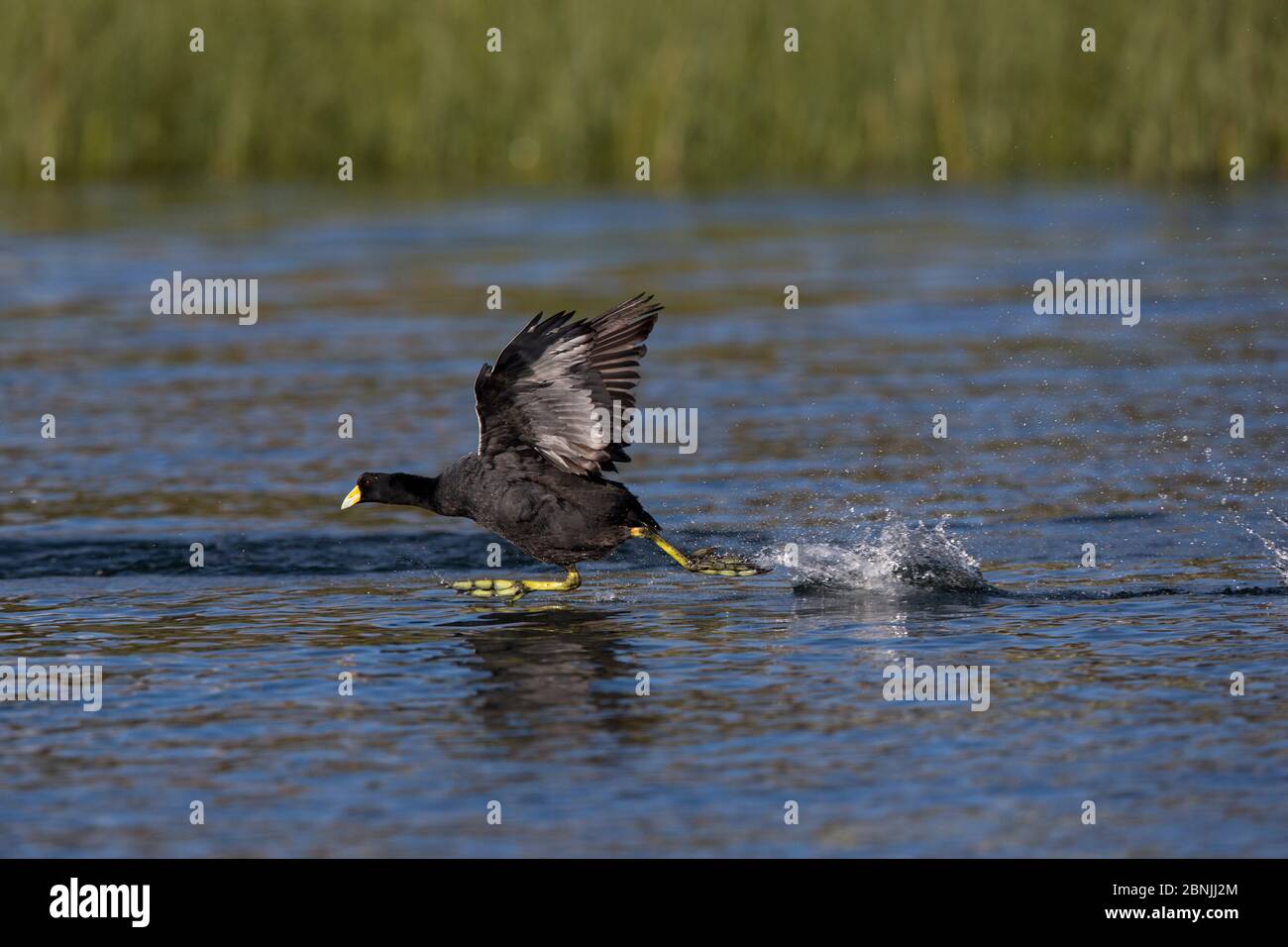 Andenhuhn (Fulica ardesiaca), der von der Oberfläche des Titicacasee, Bolivien abheben wird Stockfoto