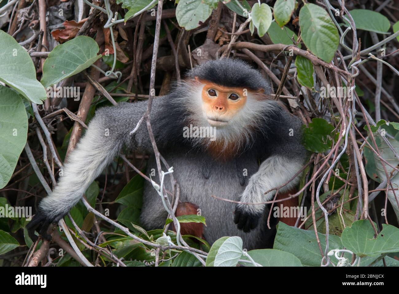 Rotschankige Douc langur (Pygathrix nemaeus) Erwachsene Frau, Vietnam Stockfoto