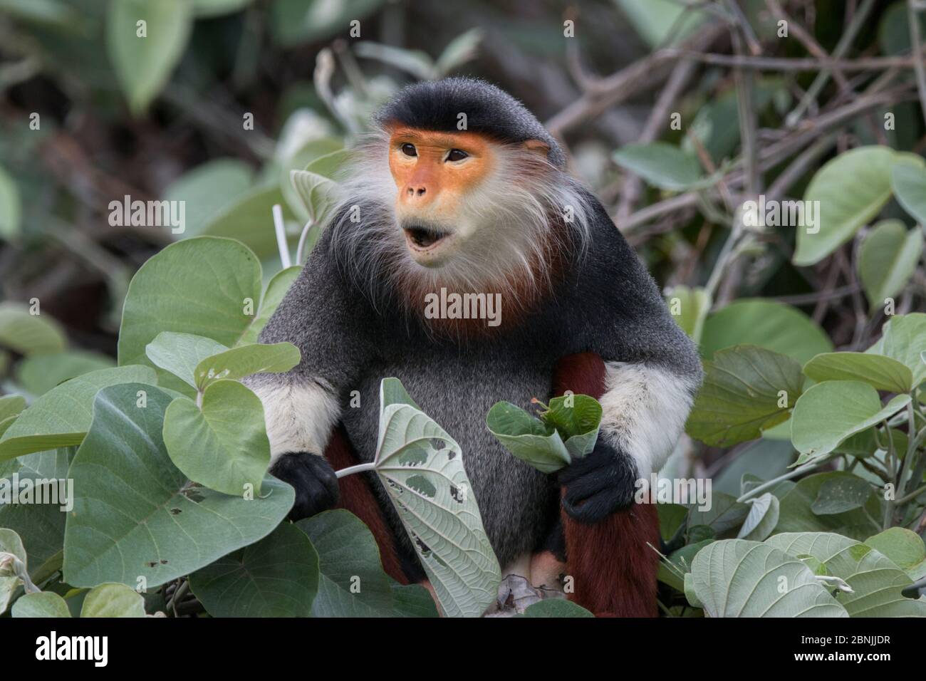 Rot-Shanked Douc langur (Pygathrix nemaeus) Erwachsener, männlich, Vietnam Stockfoto