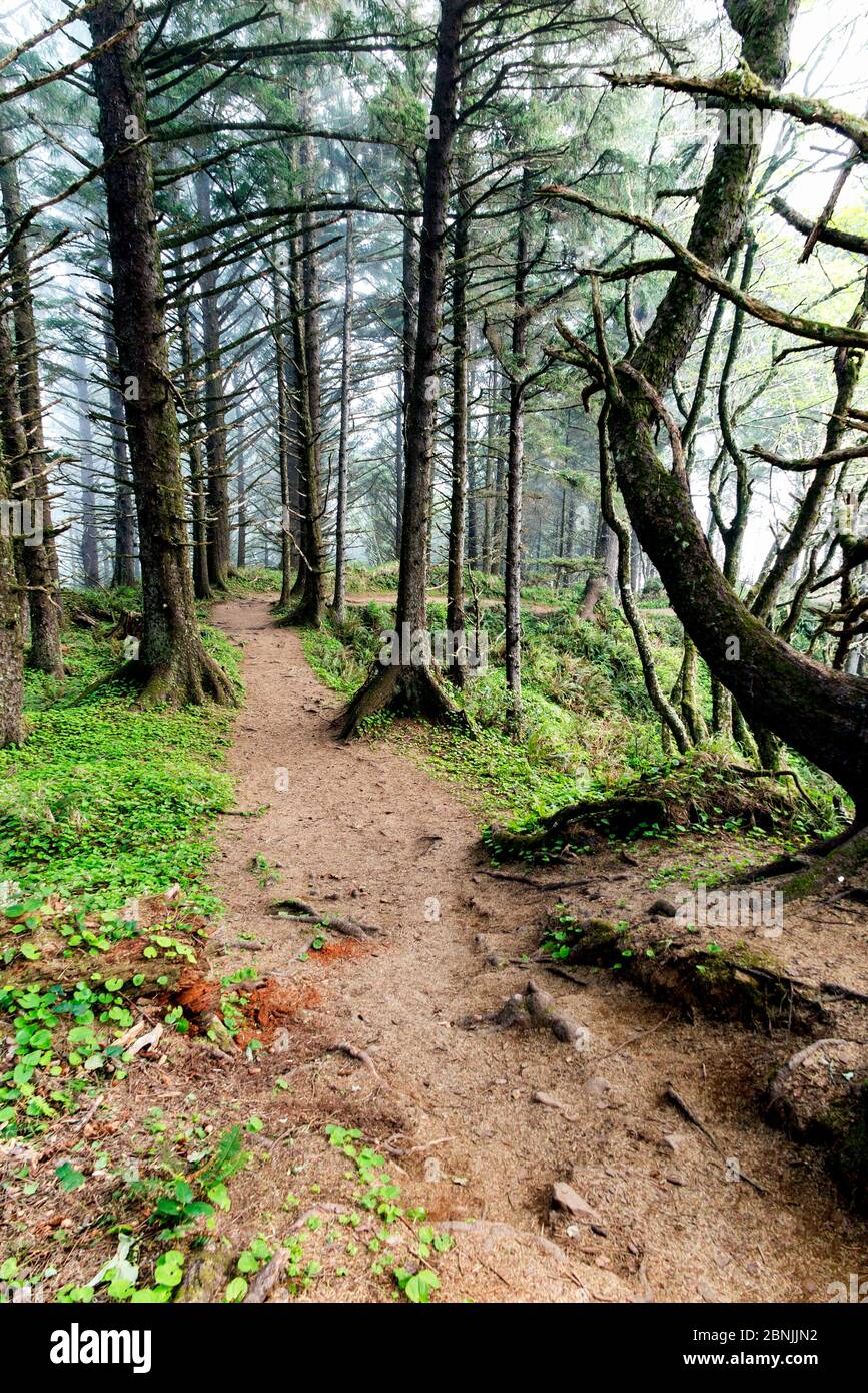 Trail durch Wald im Ecola State Park, Oregon, USA.April 2016. Stockfoto