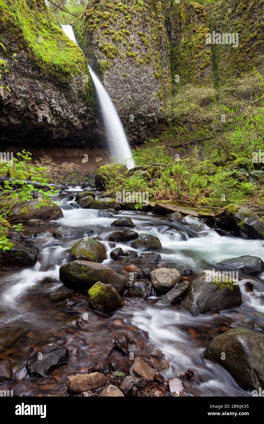 Upper Horsetail Falls (Ponytail Falls) Columbia River Gorge National Scenic Area, Oregon, USA. April 2016. Stockfoto