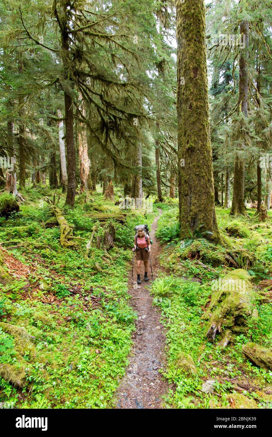 Mann wandern Quinault River Trail, Olympic National Park, Washington, USA. Mai 2016. Modell freigegeben. Stockfoto