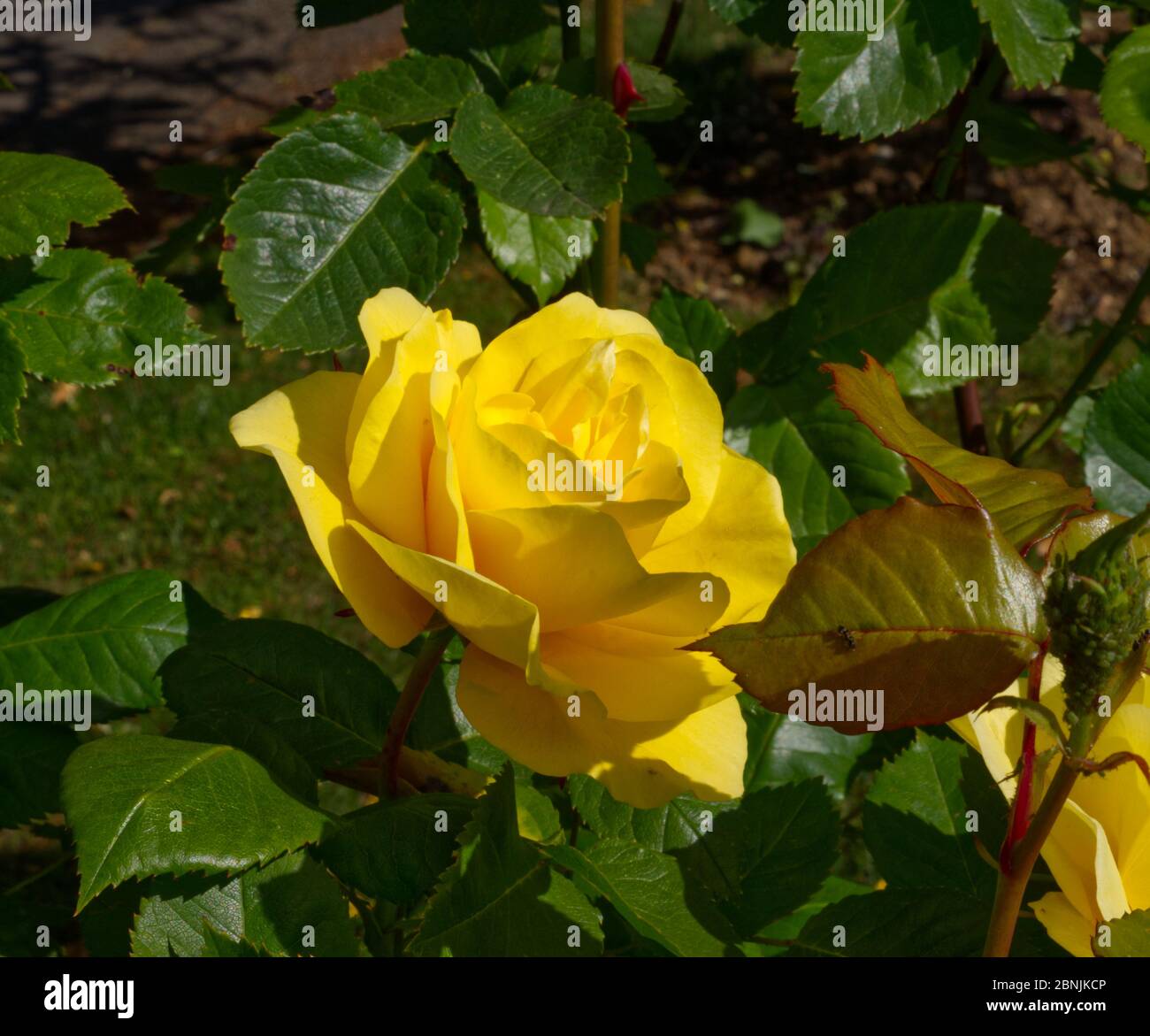 Gelbe Rosen im Rosengarten, Bern, Schweiz, Europa Stockfotografie - Alamy
