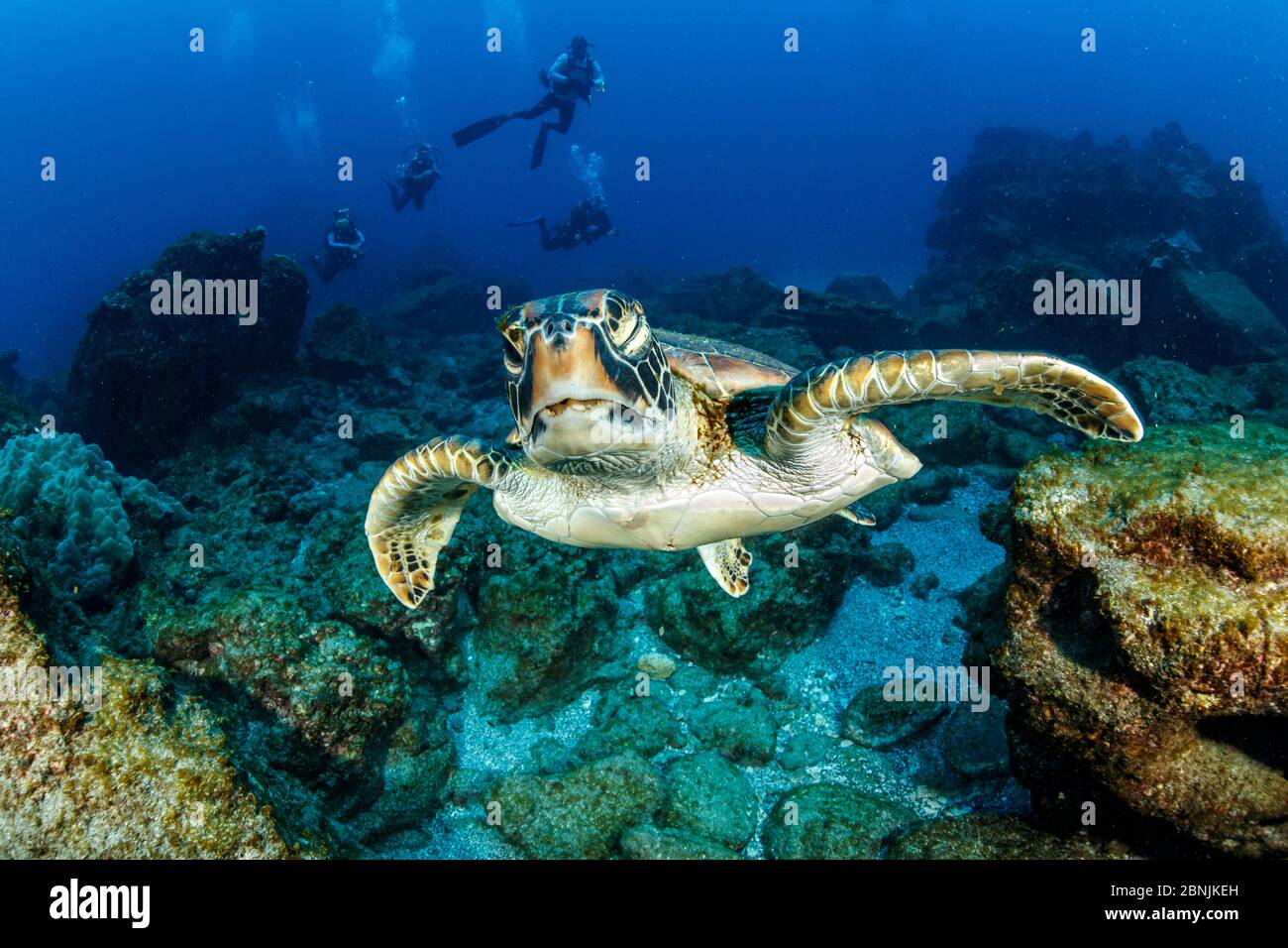 Grüne Meeresschildkröte (Chelonia mydas) mit Tauchern dahinter, Revillagigedo Archipel Biosphärenreservat, Socorro Inseln, Westmexiko Stockfoto