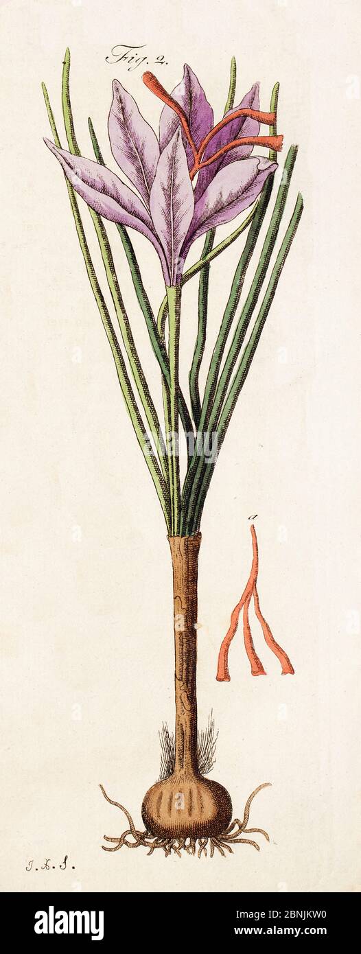 Illustration von Safrancrocus (Crocus sativus) und Stigmas - oder Fäden, als Gewürz- und Lebensmittelfarbe verwendet und mehr wert als sein Gewicht in Gold. Stockfoto