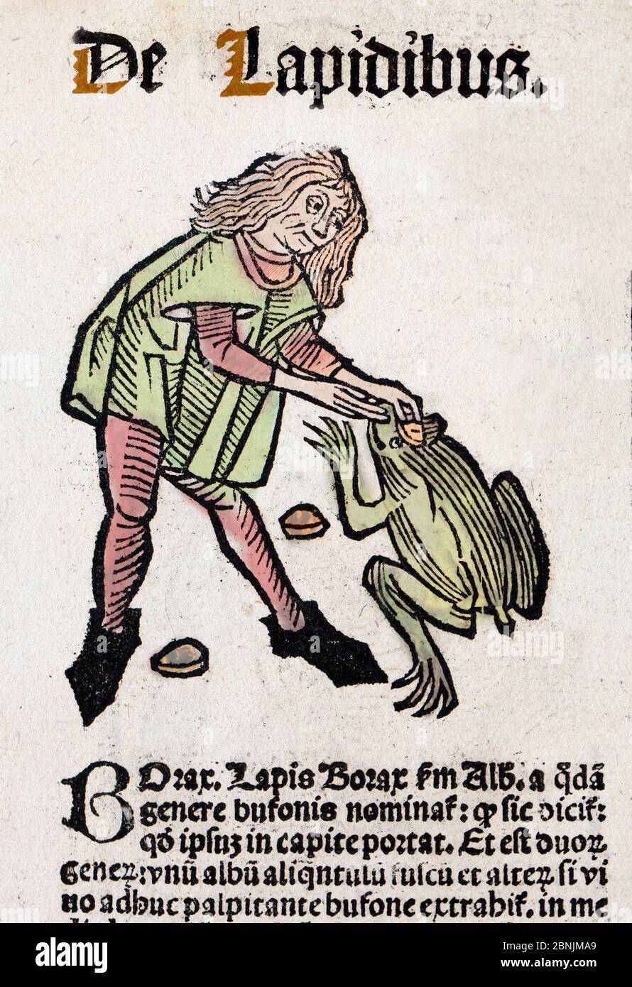 1491 Holzblock-Illustration von aus Ortus (Hortus) sanitatis - übersetzt aus dem Lateinischen als 'Garten der Gesundheit'. Zeigt eine Apothekerin, die eine Kröte entfernt Stockfoto