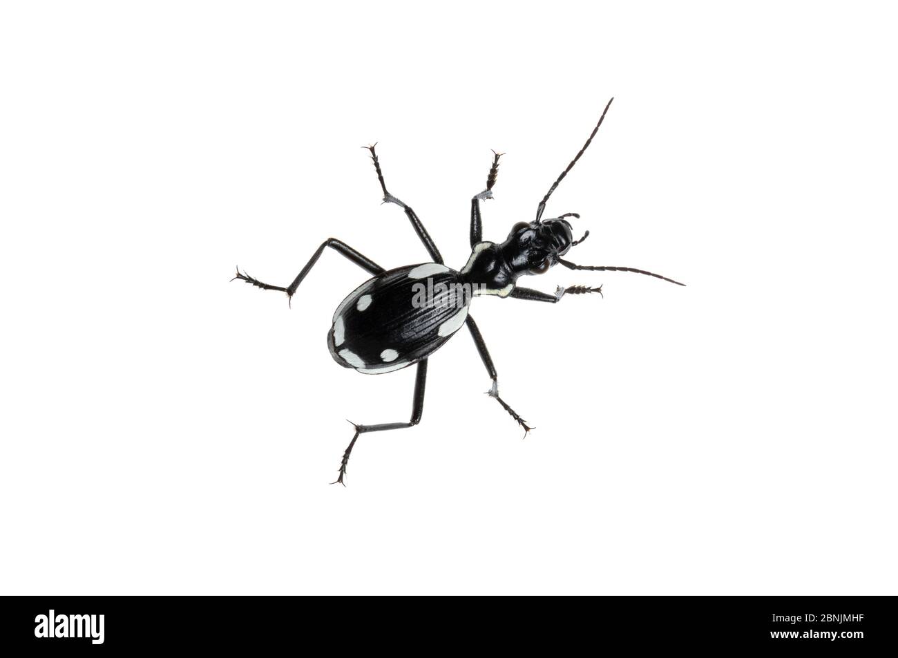 Käfer (Anthia sexmaculata) Negev Wüste, Israel. Fokus-gestapelt und zugeschnitten. Meetyourneighbors.net Projekt Stockfoto