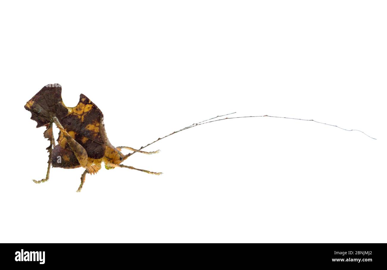 Katydid (Typophyllum bolivari) Männchen, das ein totes Blatt nachahmt, Biologische Station Jatun Sacha, Napo Provinz, Amazonasbecken, Ecuador. Fokus-gestapelt und c Stockfoto