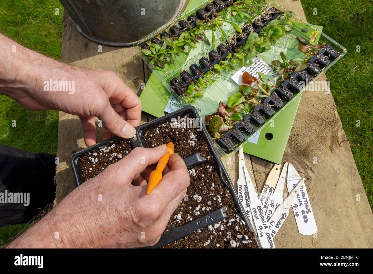 Gärtner Mann Person Hand Hände Pflanzen Topfpflanzen in Kunststoff Pflanzgefäße Tablett im Frühling England Großbritannien Großbritannien Großbritannien Großbritannien Großbritannien Großbritannien Großbritannien Großbritannien Großbritannien Großbritannien Großbritannien Großbritannien Großbritannien Großbritannien Großbritannien Großbritannien Stockfoto
