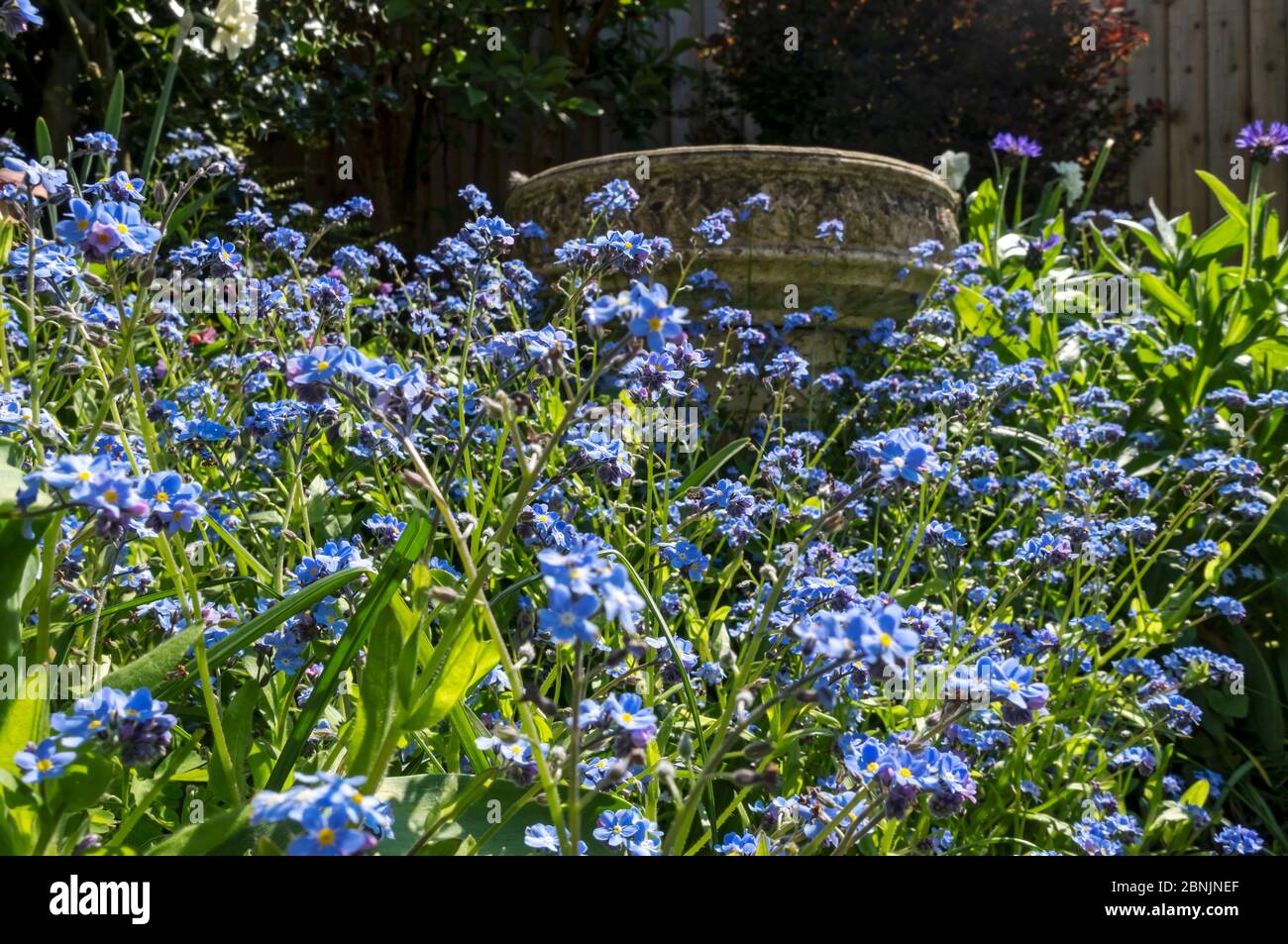 Nahaufnahme von blau Vergiss mich nicht Blume blühende Blumen im Frühling England Vereinigtes Königreich GB Großbritannien Stockfoto