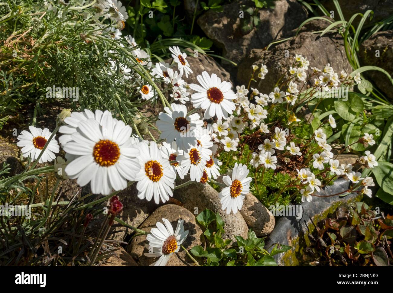 Nahaufnahme von Rhodanthemum 'African Eyes' marokkanischen Gänseblümchen weiß und Creme Saxifrage Blumen wachsen auf Steingarten im Frühjahr England Großbritannien Stockfoto