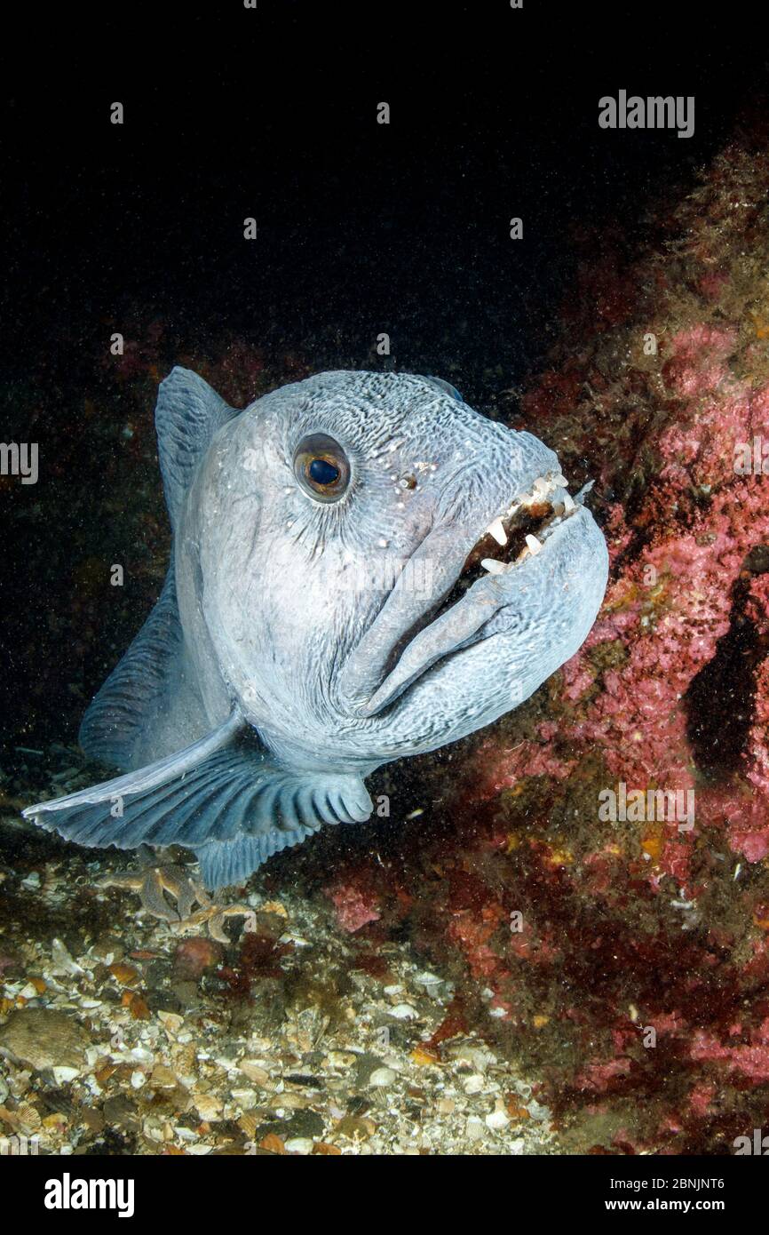 Wolfsaal (Anarrhichthys ocellatus) kleiner Strytan Tauchplatz, Eyjafjordur in der Nähe von Akureyri, Nordisland, Nordatlantik. Stockfoto