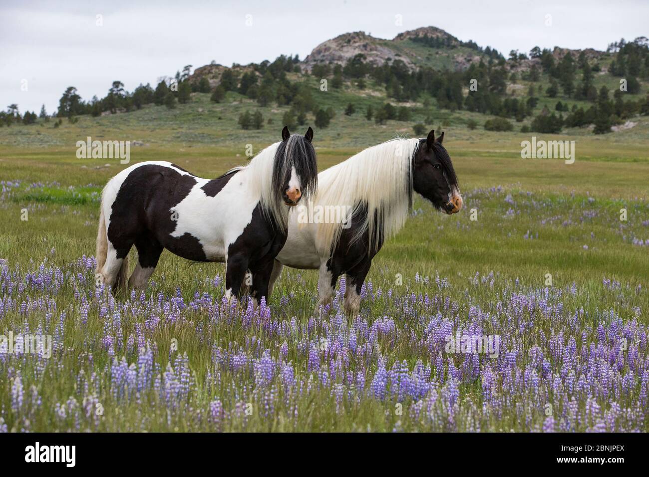 Zwei Gypsy vanner Walldings auf Wildblumenweiden, Wyoming, USA. Juni 2014. Stockfoto