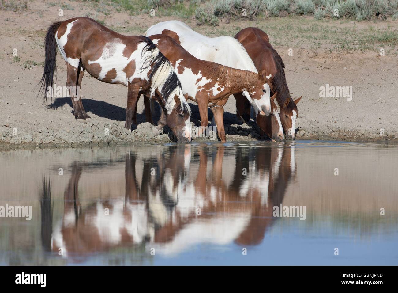 Wilder Mustang Hengst mit Pinto-Familie, die am Wasserloch in Sand Wash Basin, Colorado, USA trank. Juni 2013. Stockfoto