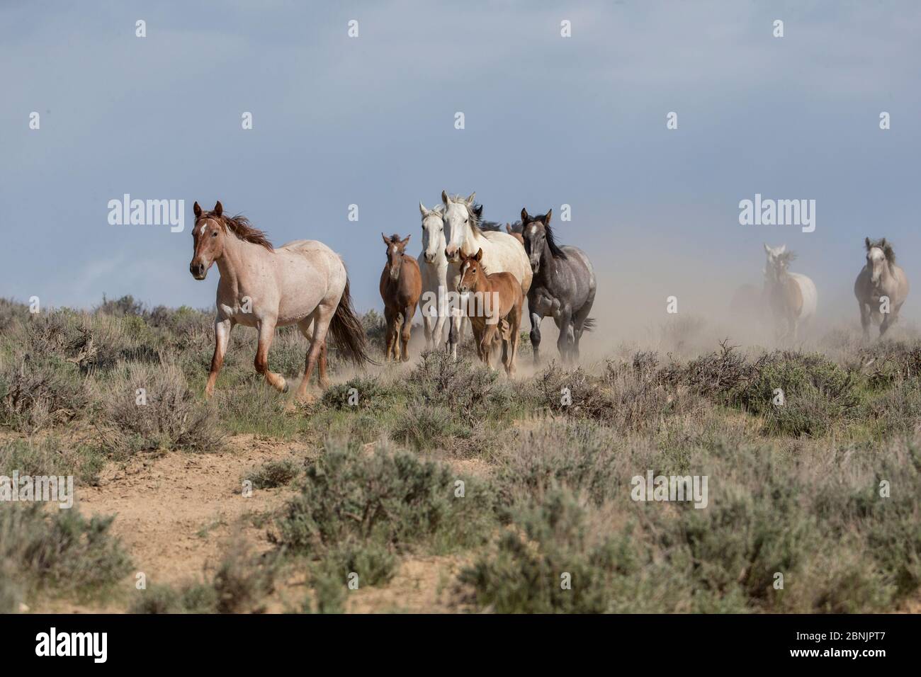 Wilde Familie von Mustang Pferden, die zu Wasserloch geführt von einer Erdbeerroan Stute in Sand Wash Basin, Colorado, USA laufen. Stockfoto