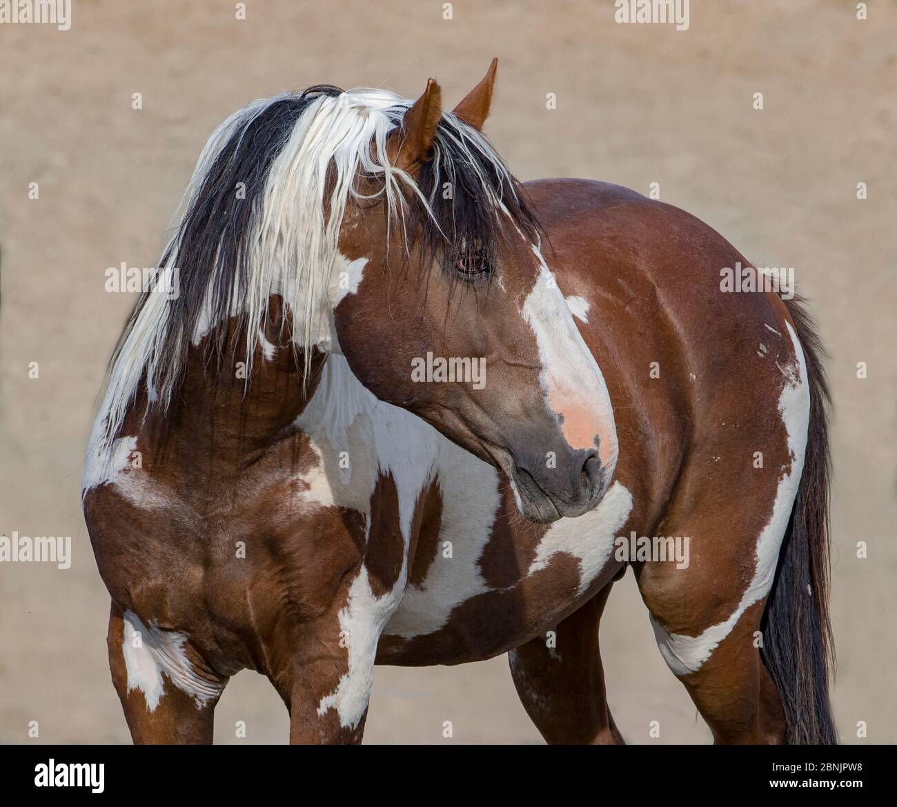 Wilder Pinto Mustang Hengst, der sich in der Sand Wash Basin Herdengegend, Colorado, USA, zum Kopf dreht. Stockfoto