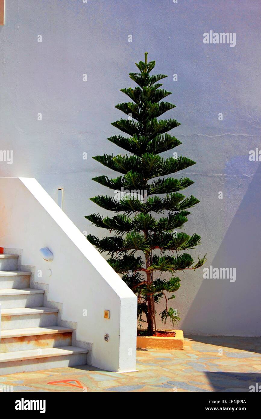 Dekorative Baum im Außenbereich in Paros Insel, Kykladen, Griechenland. Stockfoto