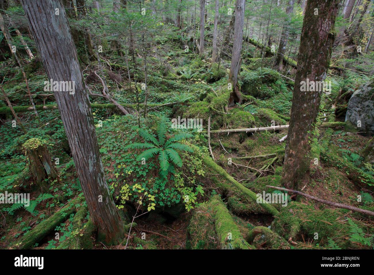 Waldboden des Kamikochi Valley, Honshu, Japan, Oktober 2008. Stockfoto