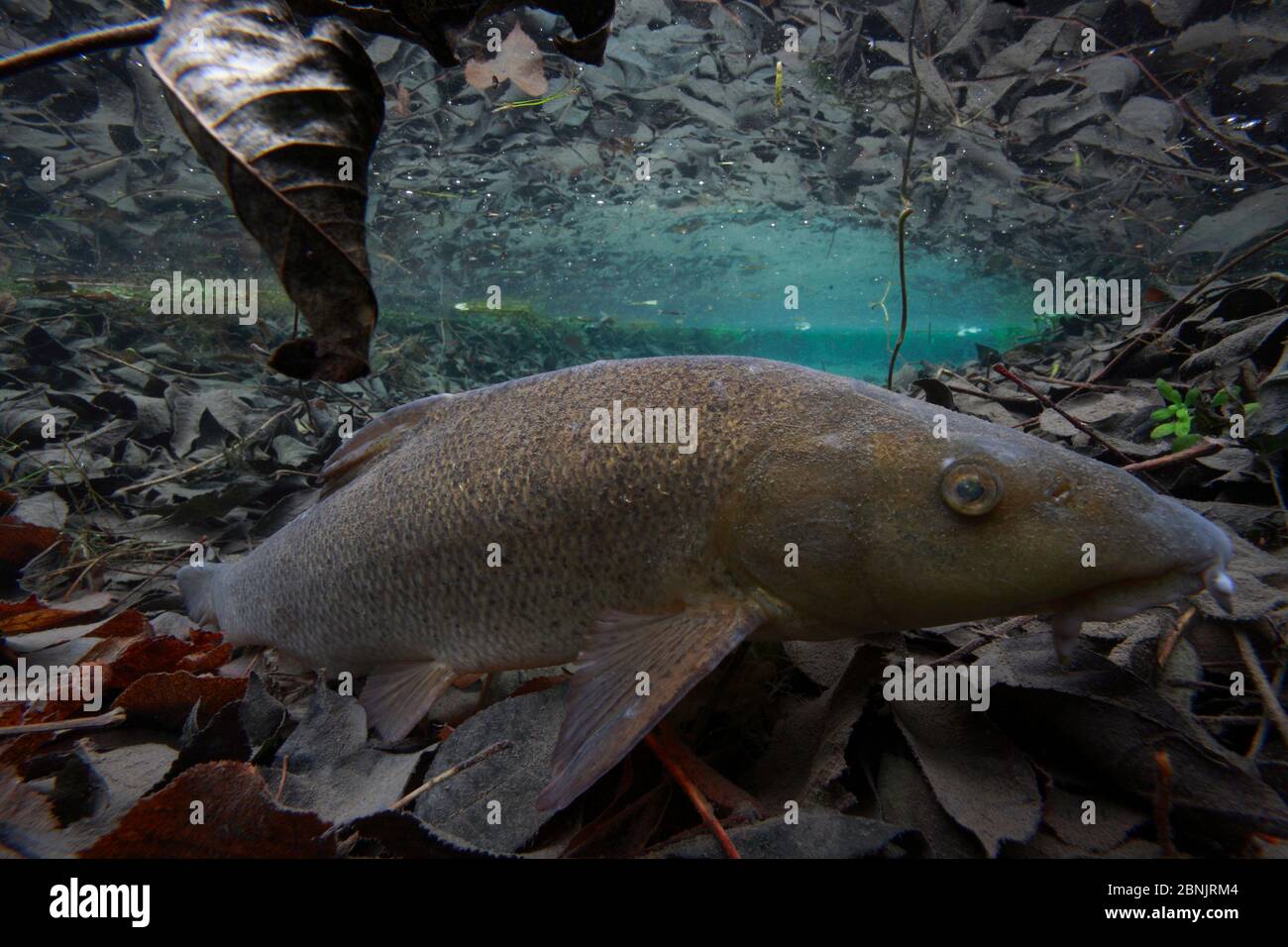 Barbel (Barbus barbus) Unterwasser-Ansicht, Burgund, Frankreich, November. Stockfoto