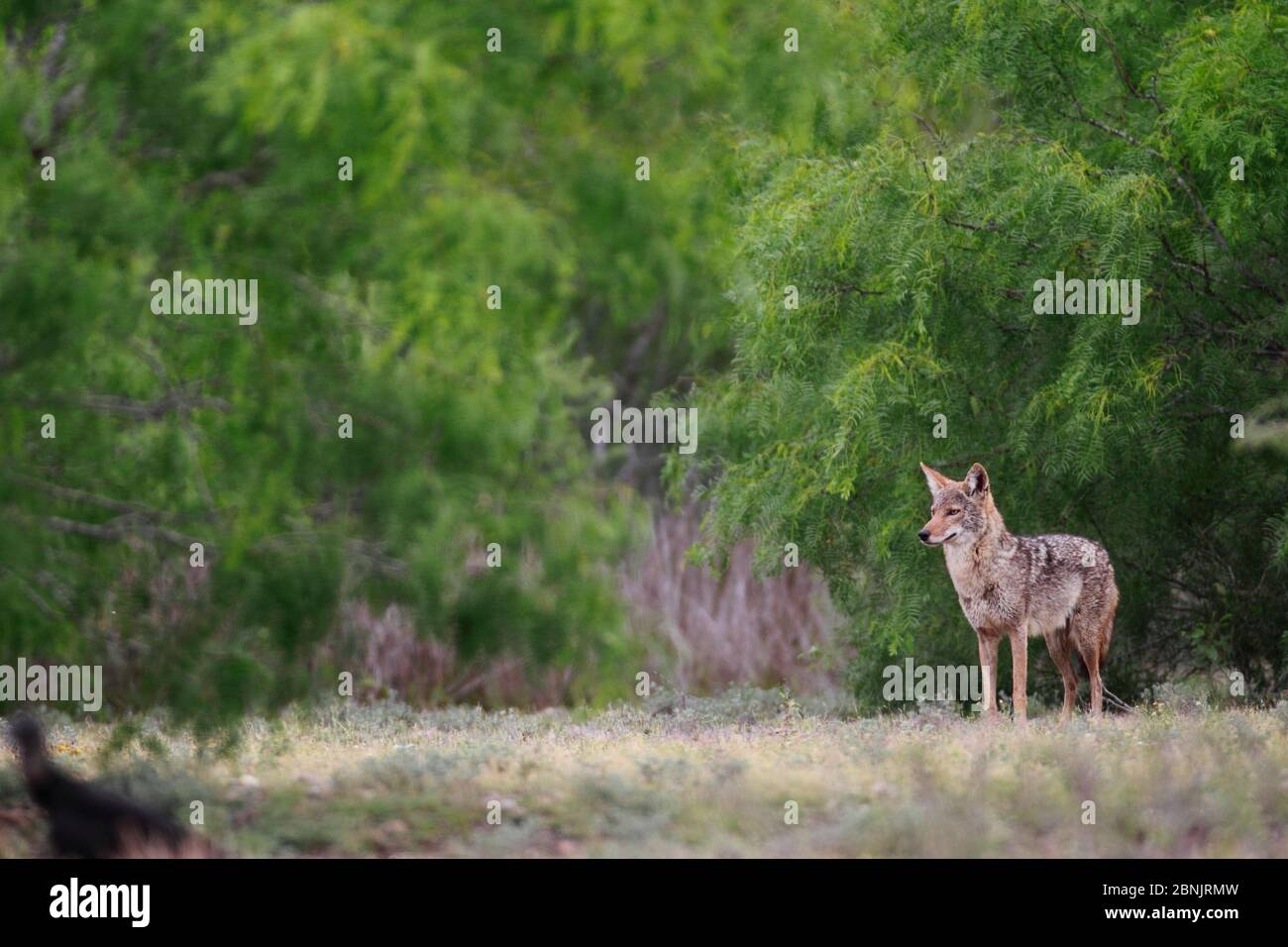Coyote (Canis latrans) männlich, South Texas, USA, April. Stockfoto