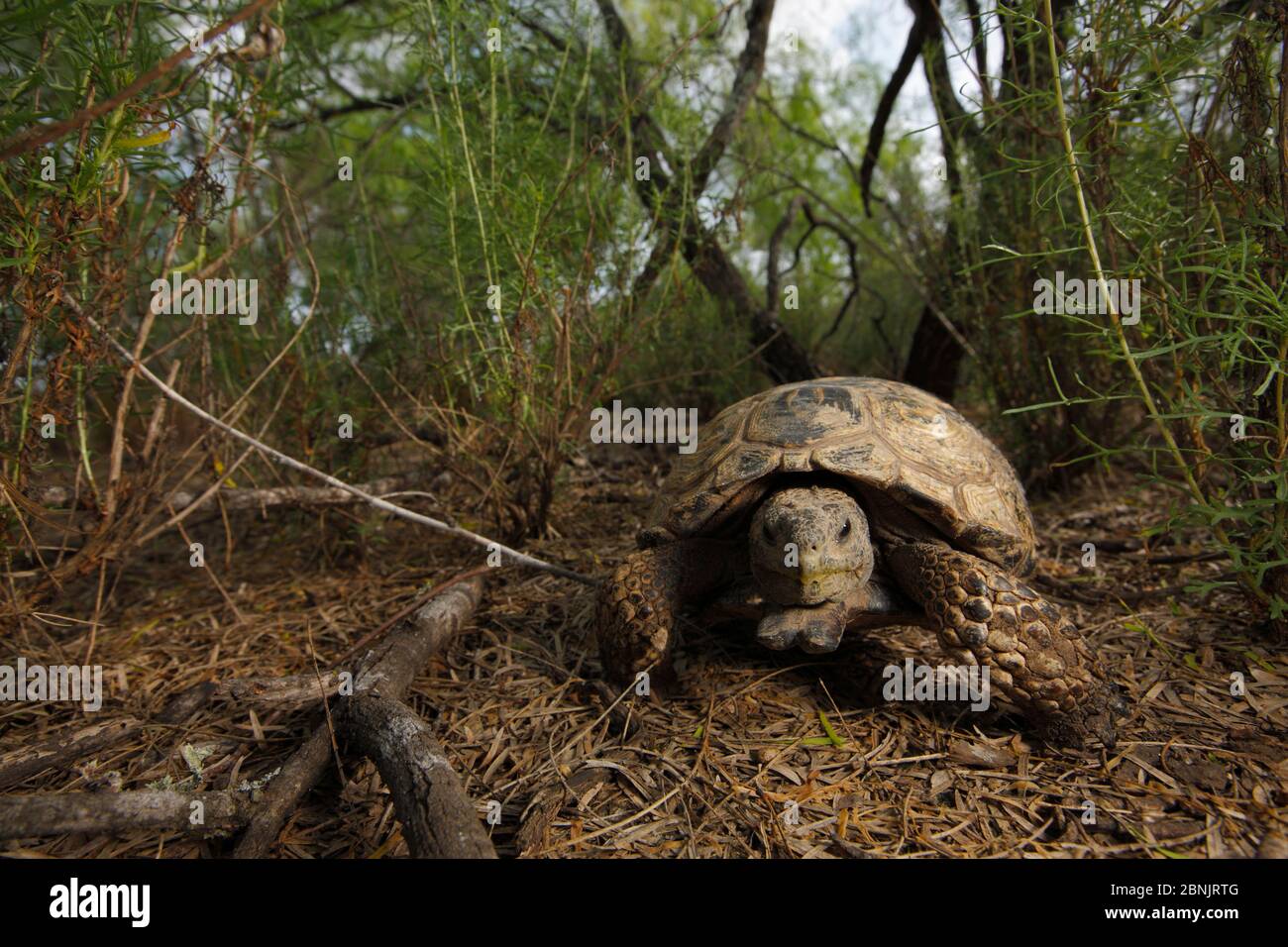 Gopher schildkröte (Gopherus berlandieri) in Habitat, Texas, USA, April. Stockfoto