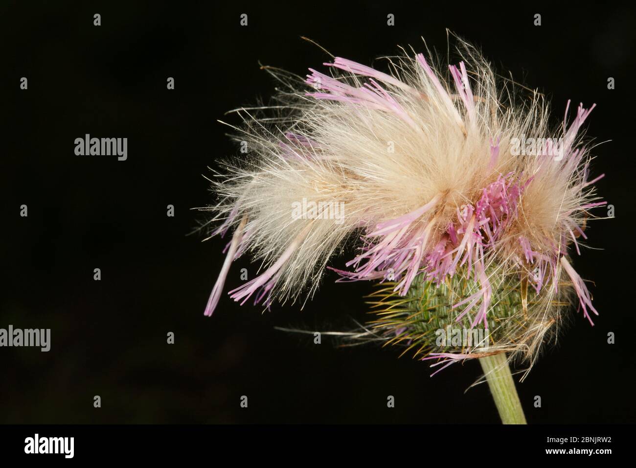 Die Distel (Cirsium texanum) blüht und entwickelt Samen, Süd-Texas, USA, April. Stockfoto