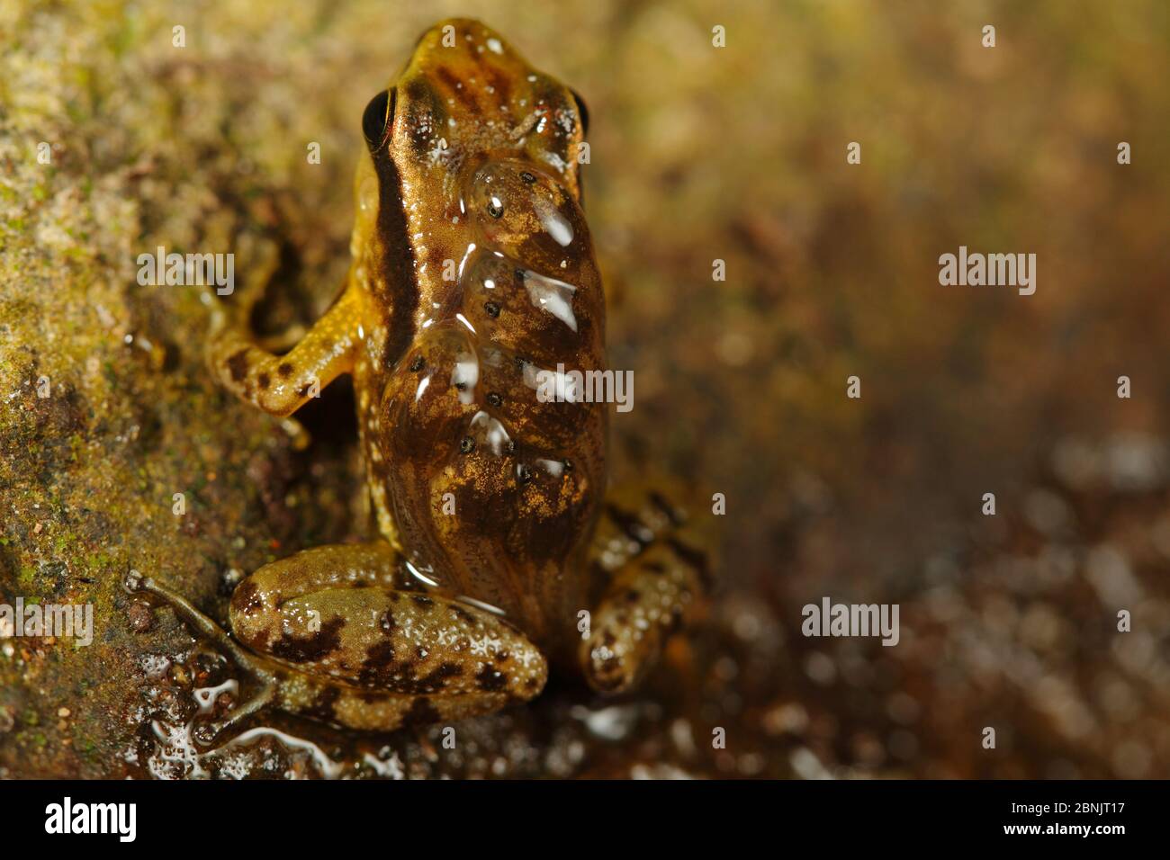 Santa Marta Giftpfeilfrosch (Colostethus ruthveni) Männchen mit sechs Kaulquappen auf dem Rücken, Sierra Nevada de Santa Marta, Kolumbien. Stockfoto