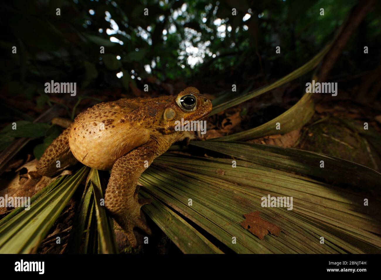 Rohrkröte (Bufo marinus) mit aufgeblähtem Körper, um Raubtiere abzuschrecken, Sierra Nevada de Santa Marta, Kolumbien, Stockfoto