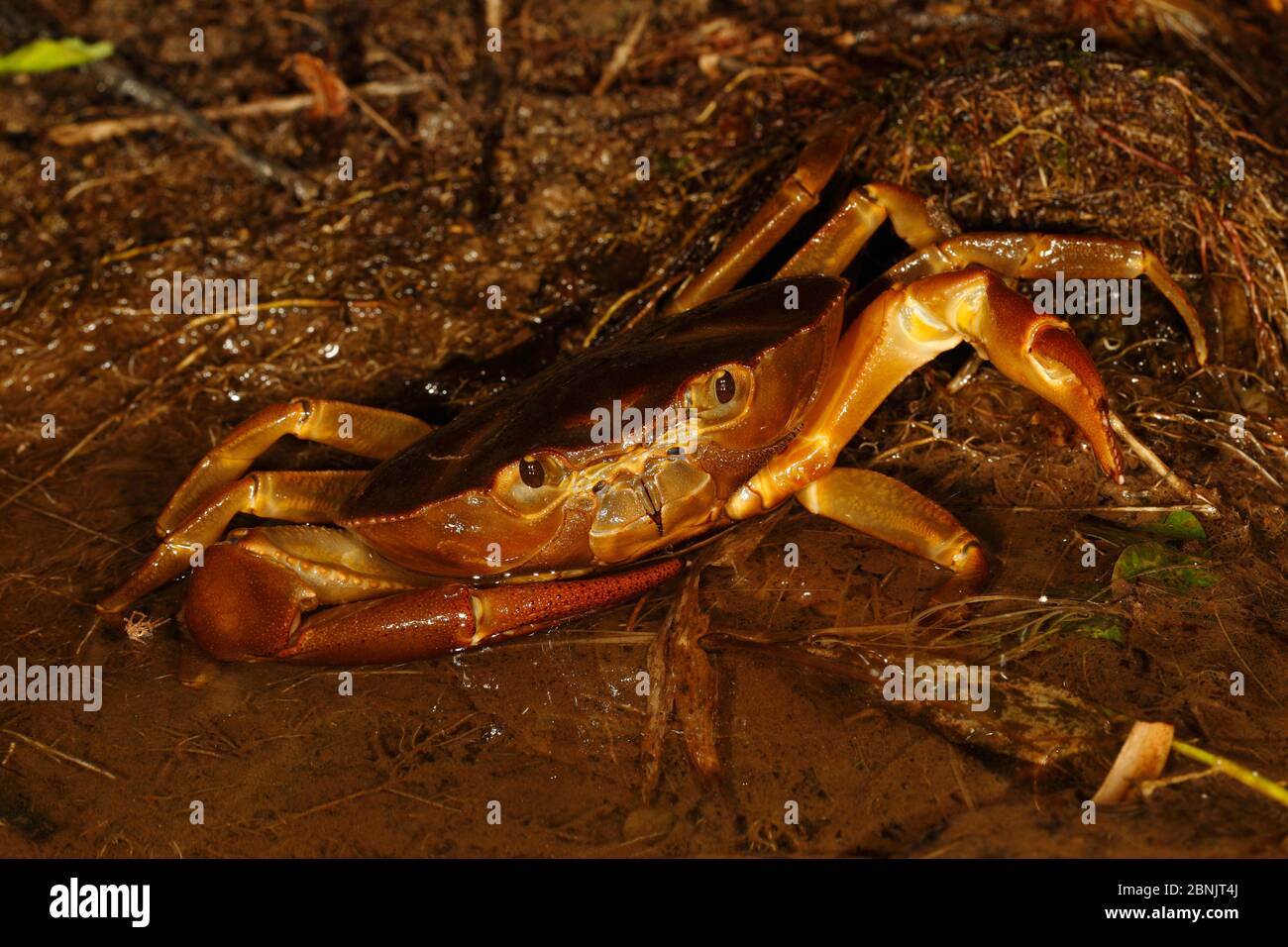 Süßwasserkrabbe, Sierra Nevada de Santa Marta, Kolumbien. Stockfoto