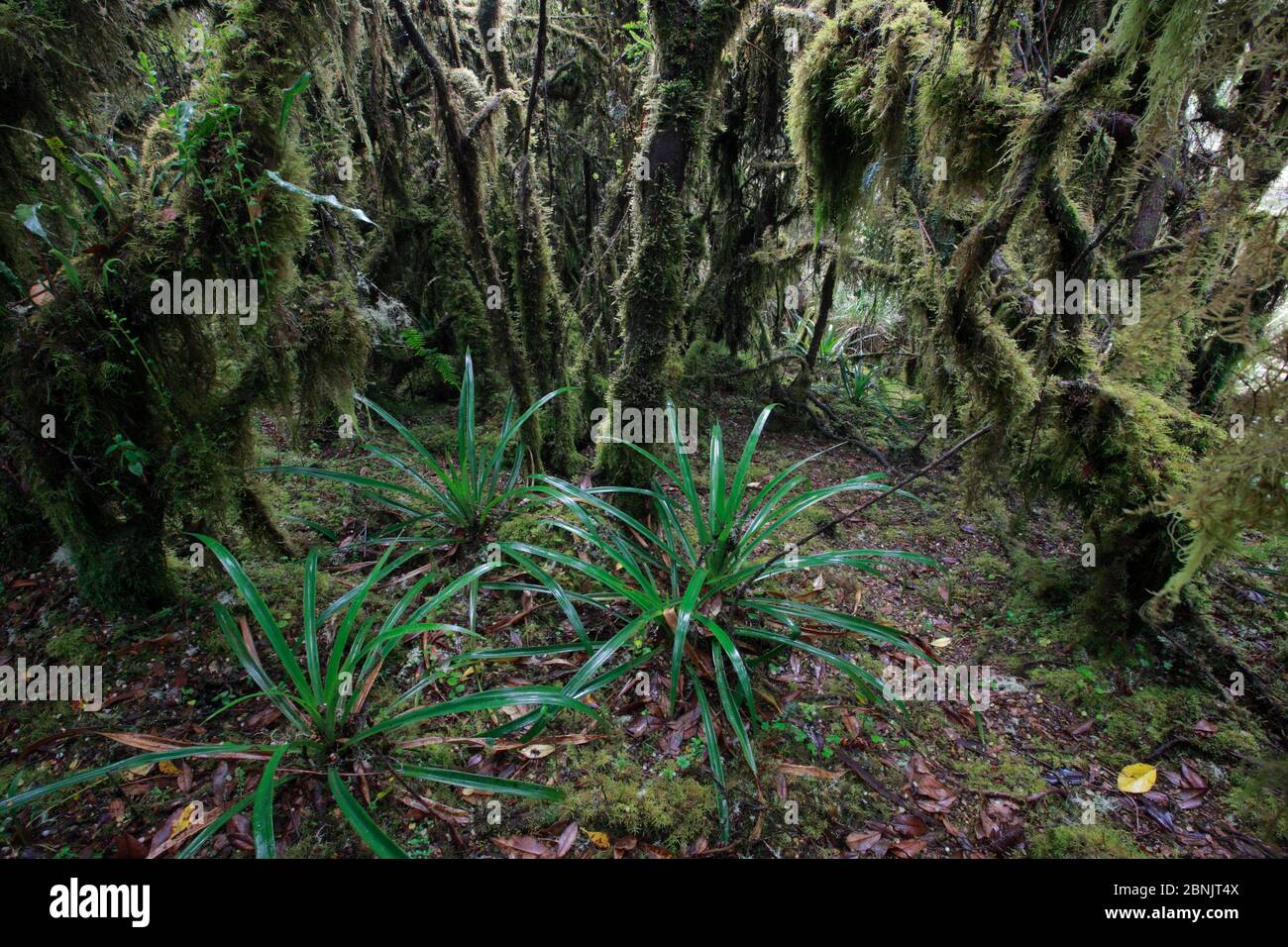 Hoch gelegene Paramo Ökosystem mit Zwergbäumen und Moosen, Chingaza NP, Kolumbien. Stockfoto