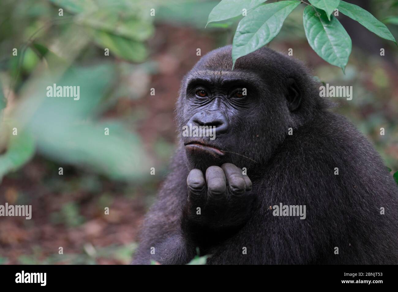 WESTERN Flachland Gorilla (Gorilla Gorilla Gorilla) Erwachsene Weibchen wieder in die Wildnis eingeführt. Wiederanleitungsprojekt, PPG, verwaltet von Aspinall Foundatio Stockfoto