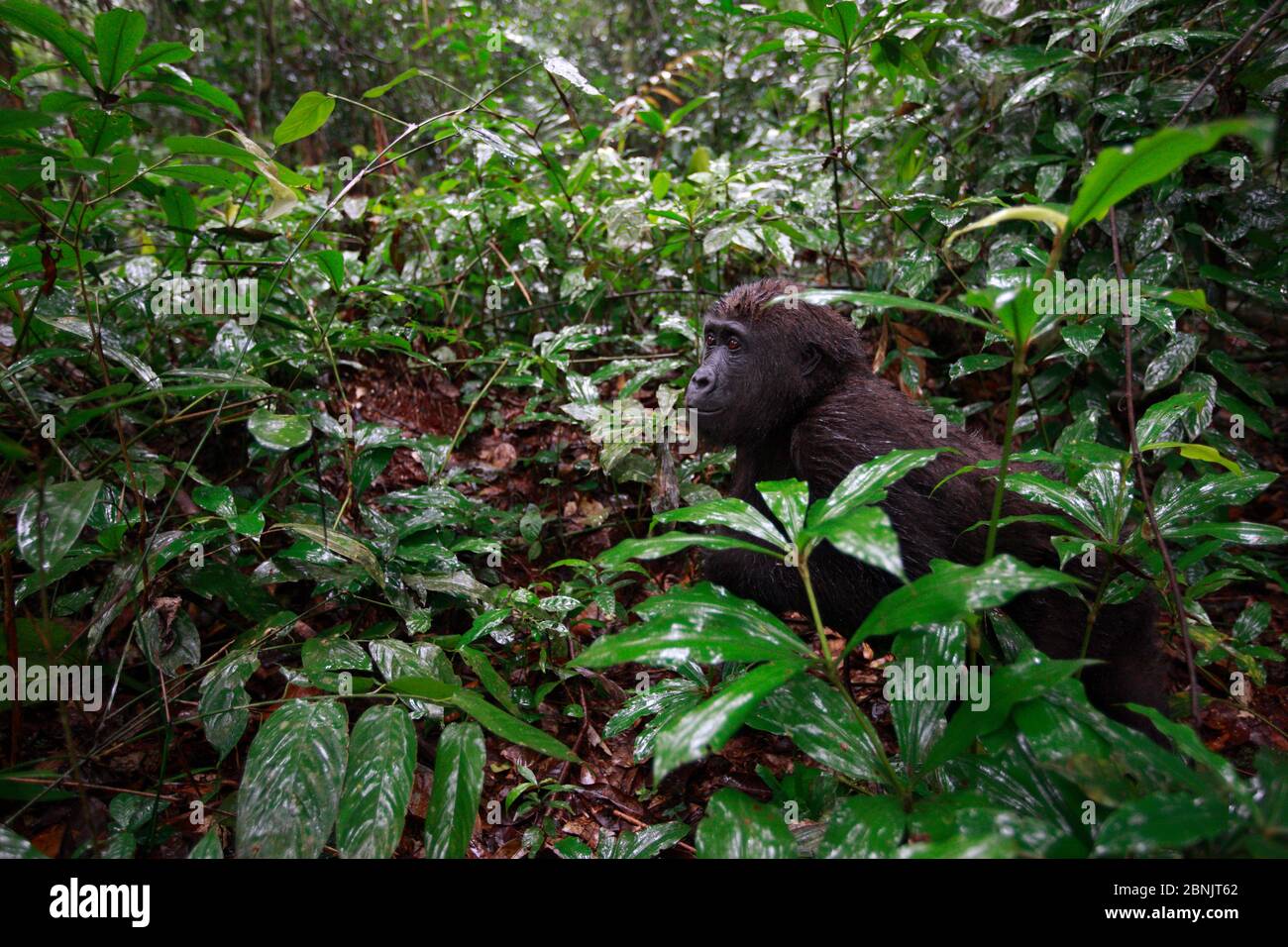 Westliche Tieflandgorilla (Gorilla Gorilla Gorilla) Waise Jugendliche Alter 5 Jahre, in einem Wiederansiedlung Projekt, PPG, verwaltet von Aspinall Foundation, Batek Stockfoto