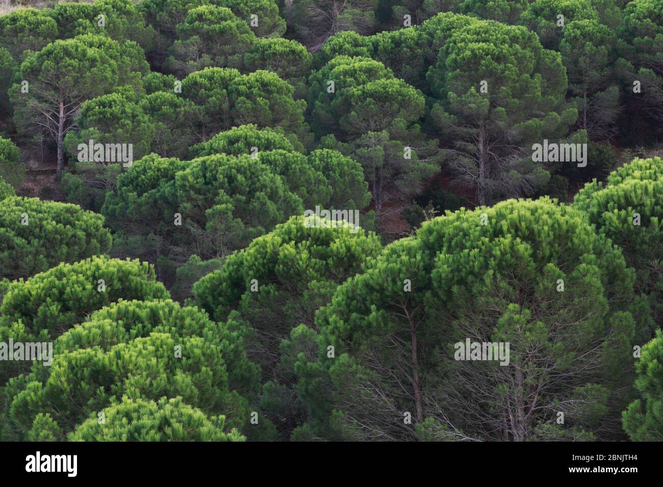 Italienische Zirbe (Pinus pinea), Alberes Gebirge, Pyrenäen, Frankreich,  Oktober 2011 Stockfotografie - Alamy
