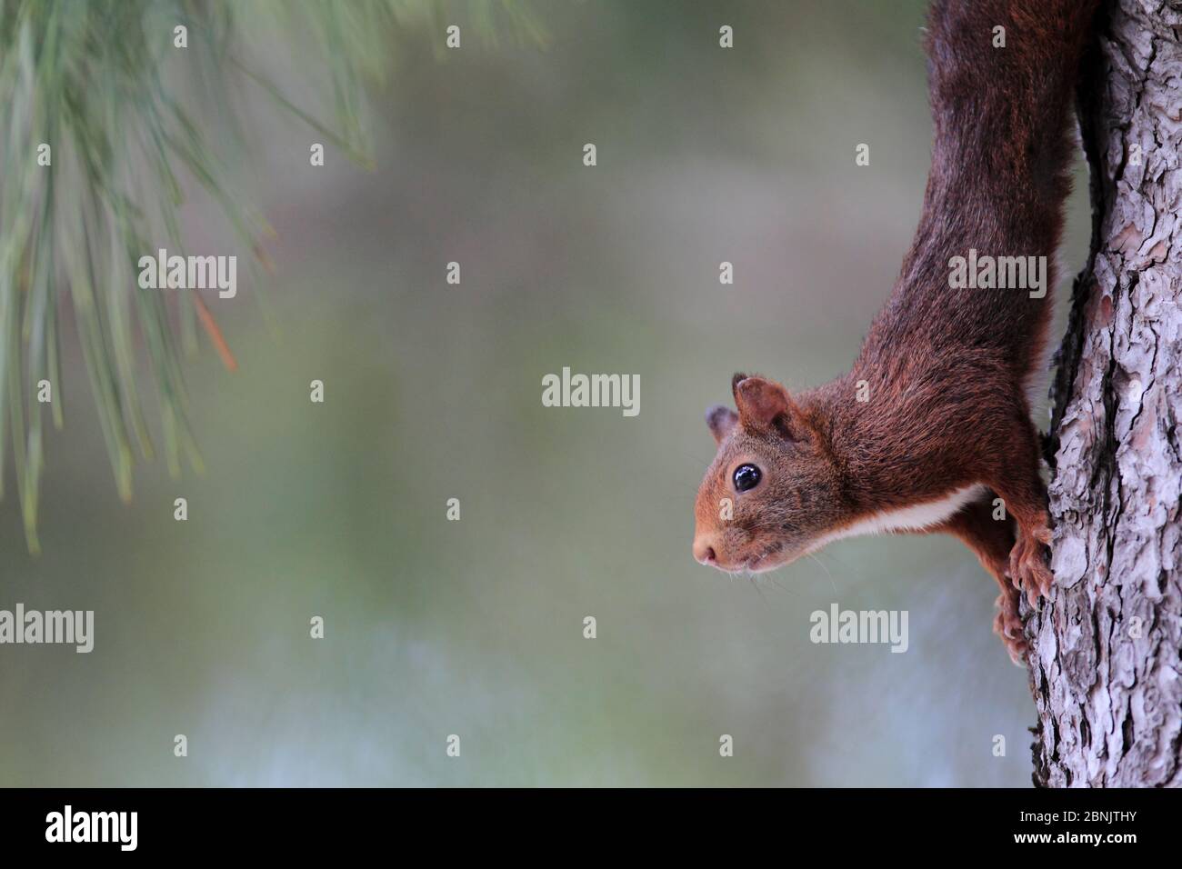 Rotes Eichhörnchen (Sciurus vulgaris) auf Baumstamm, Alberes Gebirge, Pyrenäen, Frankreich, November. Stockfoto