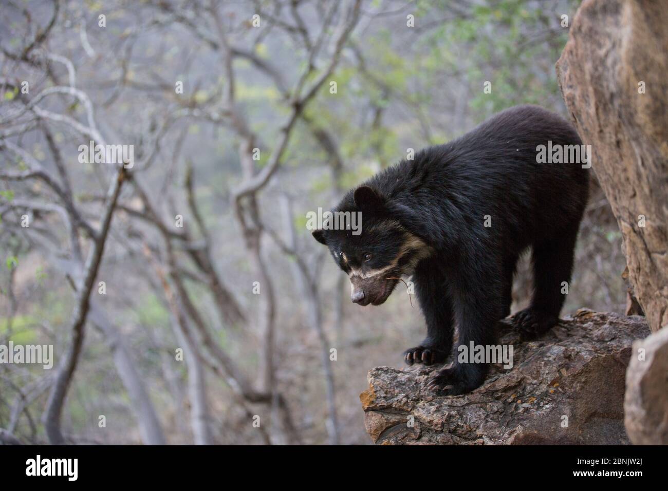 Tremarctos majori Fotos und Bildmaterial in hoher Auflösung Alamy