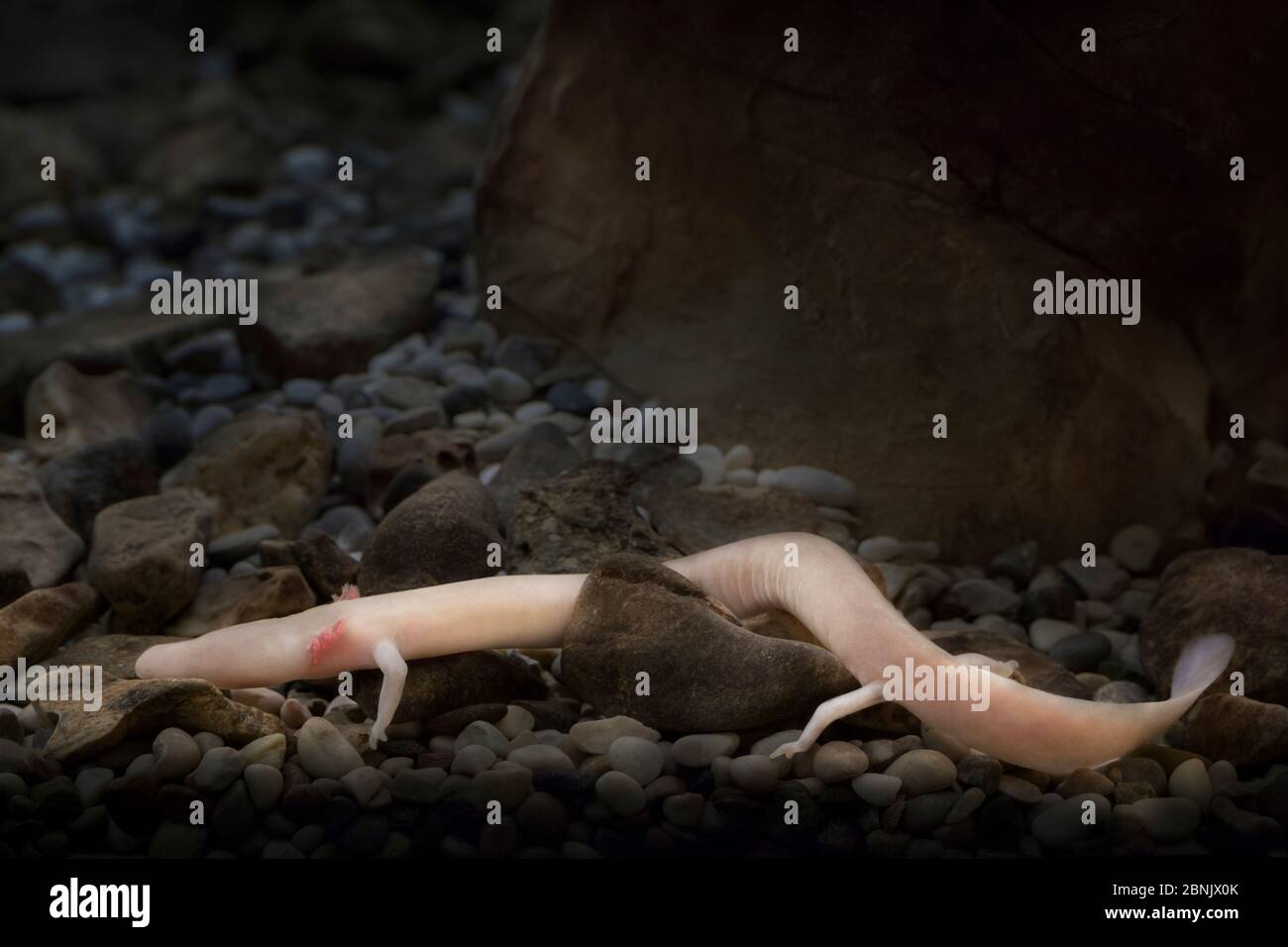 Olms (Proteus anguinus) ein Art blinder Höhlensalamander. Captive, Slowenien. Stockfoto