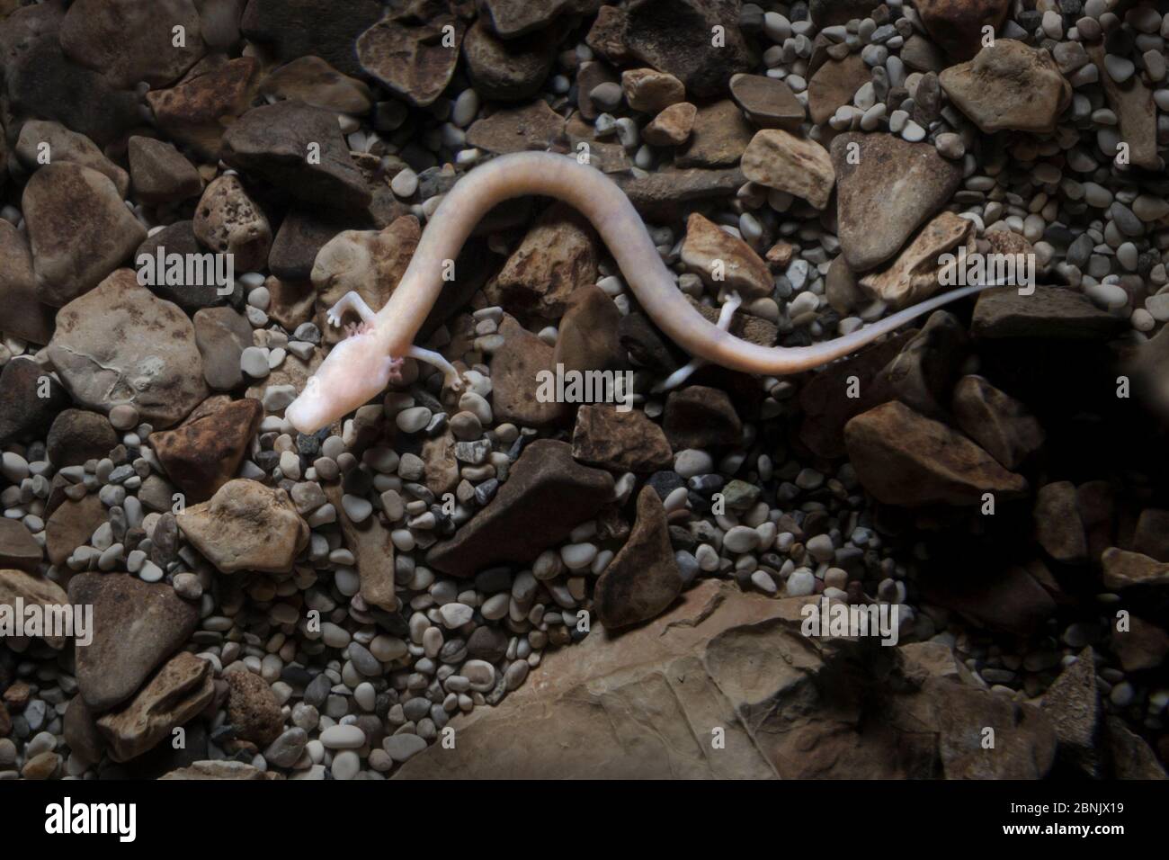 OLM (Proteus anguinus) eine blinde Höhlensalamander-Art. Captive, Slowenien. Stockfoto