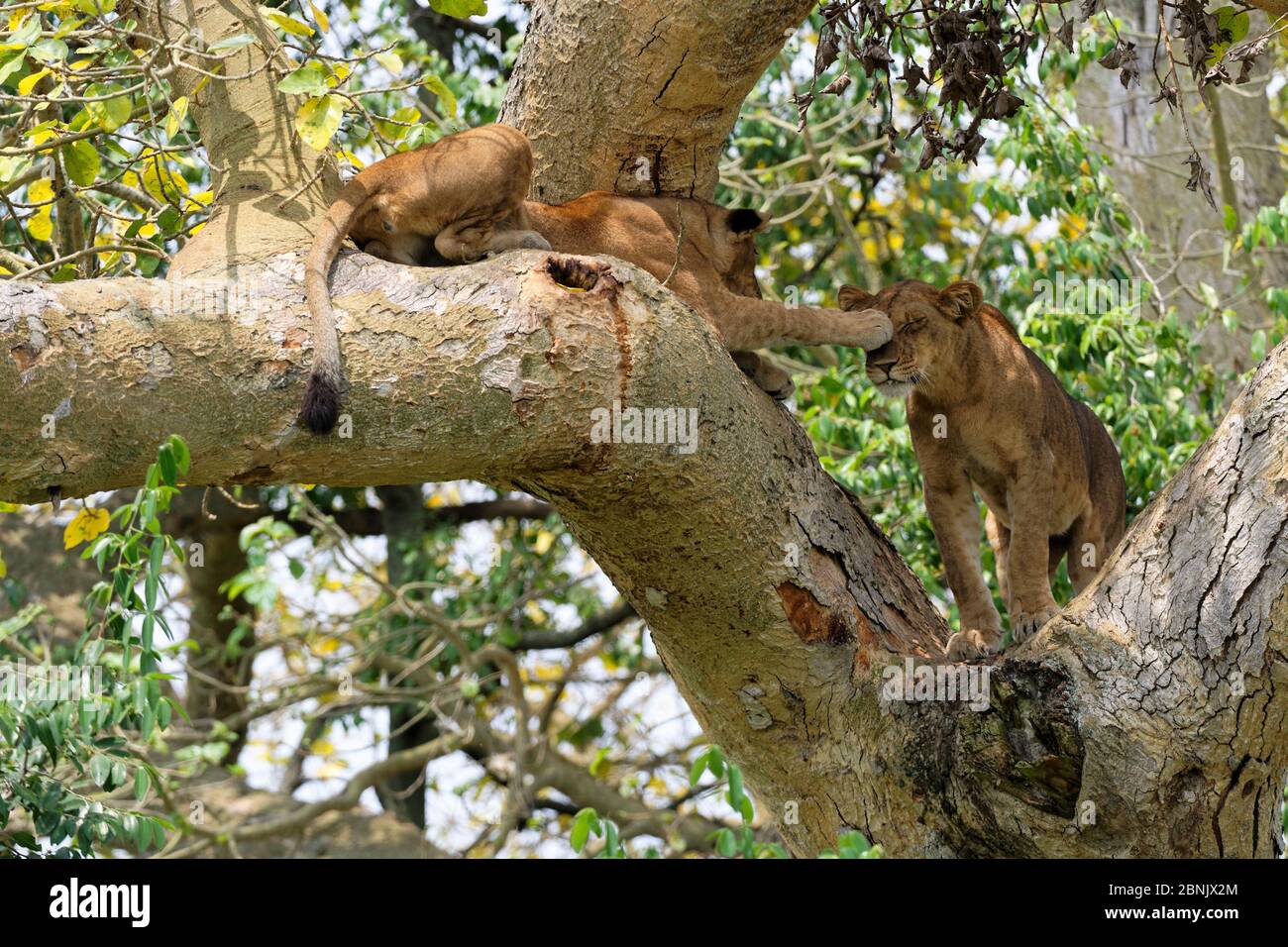 Löwe (Panthera leo), weiblich und Junge, spielt in Feigenbaum, Ishasha Sektor, Queen Elizabeth National Park, Uganda, Afrika Stockfoto