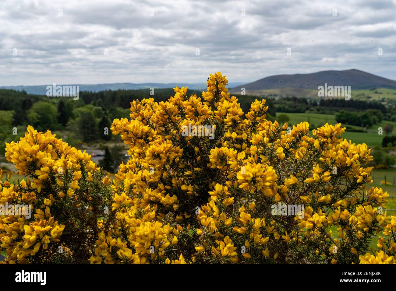 Leuchtend gelbe Blüten auf Ginsterbüschen an einem Hang an der englisch-walisischen Grenze. Stockfoto