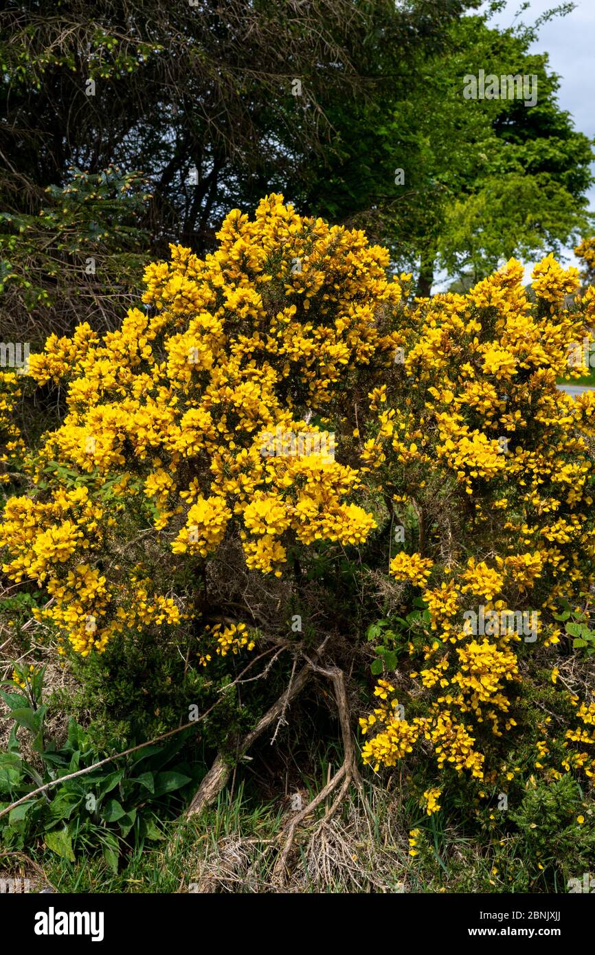 Leuchtend gelbe Blüten auf Ginsterbüschen an einem Hang an der englisch-walisischen Grenze. Stockfoto
