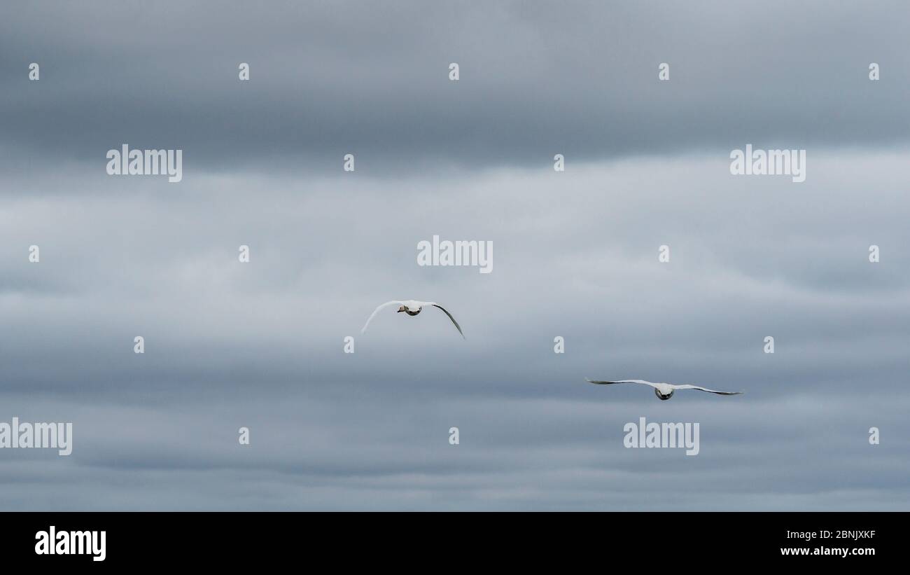 Stumme Schwäne fliegen, Donaudelta, Rumänien Stockfoto