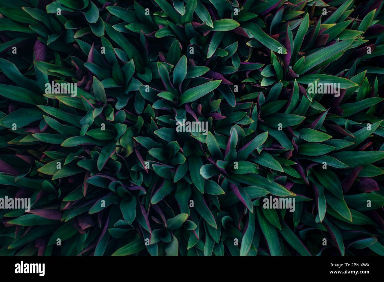 Kreative und stimmungsvolle grüne und lila Laub natürliche florale Blatt Textur Hintergrund. Stockfoto