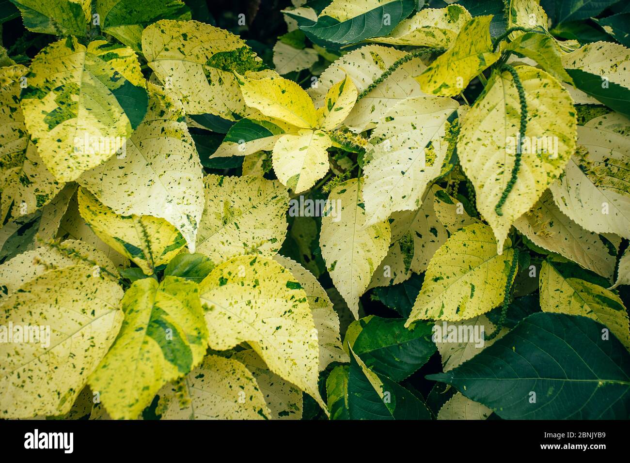 Kreativ und stimmungsvoll Gelb und Grün Farbe Laub natürliche florale Blatt Textur Hintergrund. Stockfoto