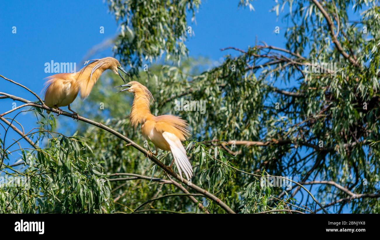 Ardeola ralloides, männliche Kämpfe, Zuchtgefieder, Donaudelta, Rumänien Stockfoto
